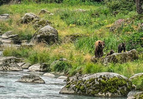 Chilkoot Lake Wildlife Viewing Tour to Haines | Alaska Shore Excursions