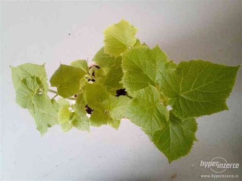 Paulownia-predaj - bazar - Hyperinzerce.cz