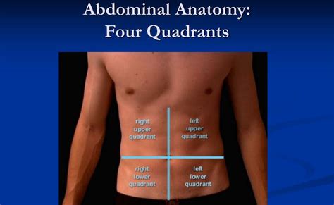 Quadrants Labeled Anatomy : body quadrant picture human anatomy | www ...