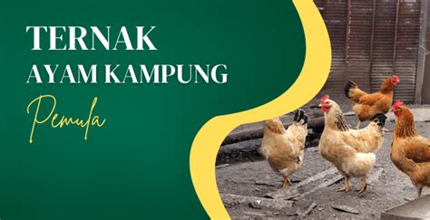 Ternak Ayam Kampung Pemula Tips Memulainya