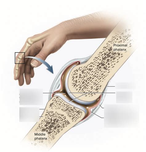 Exam 3 Chapter 7 And 9 Bone And Joints Diagram Quizlet