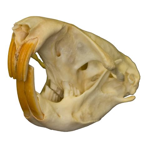 Real Pocket Gopher Skull For Sale – Skulls Unlimited International, Inc.