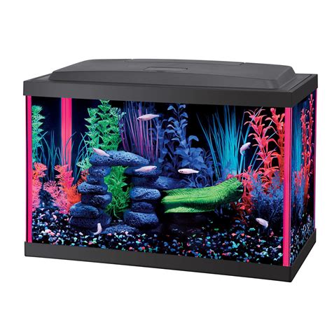 Glofish Tank Setup Ideas | lupon.gov.ph