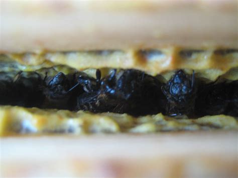 Saving Hive Nine from the Hurricane