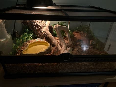 My ball python enclosure : r/ballpython