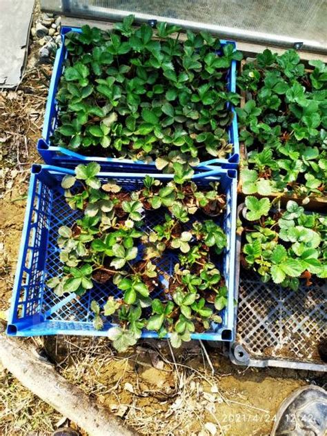 Рассада клубники лучших сортов, новый, в наличии. Цена: 50₽ во Владивостоке
