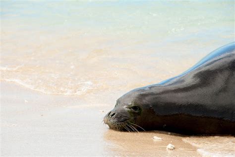 This Hawaiian Beach Is Off-limits for 7 Weeks to Protect a Newborn Seal Pup