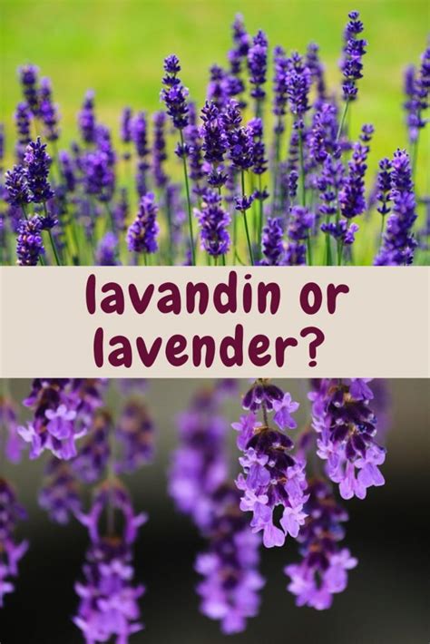 Lavandin Vs Lavender Find Out 10 Differences Simplybeyondherbs