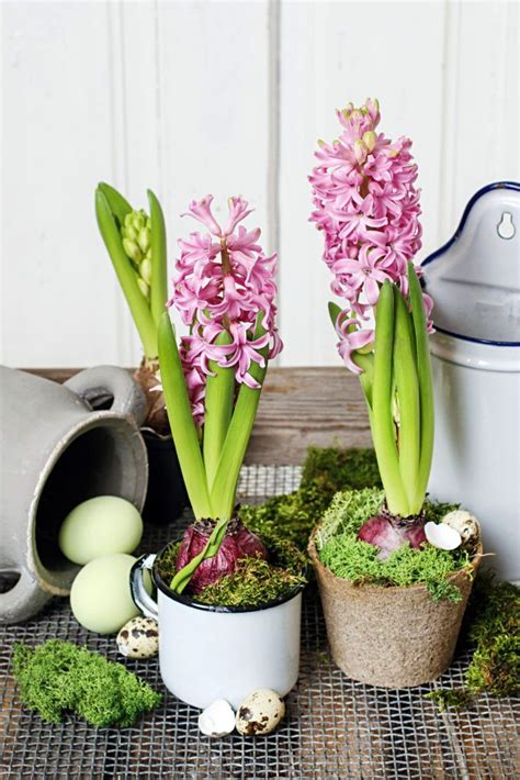 How To Force Hyacinth Bulbs Indoors Town Country Living Spring