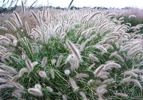 pennisetum setaceum seeds | BELL Garden Company,Wholesale Plant seeds ...