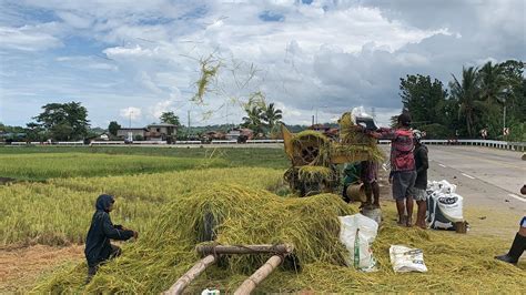 Rice Farmers Cushion Losses With Resilient Farmer Bred Variety Bulatlat