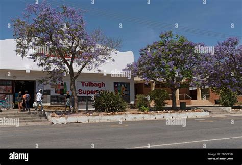 Tulbagh, Western Cape, South Africa. 2019. Sup and Jacoranda trees ling the main street in ...