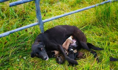 Frau Rettet Hund Und Welpen Und Stellt Dann Fest Dass Es Keine Hunde