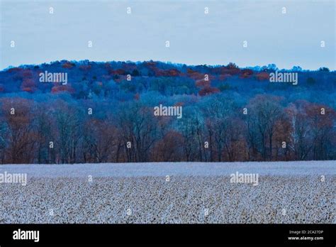 A Dead Yellow Crop Field In Winter With A Mountain Of Trees of Different Colors Behind It Stock ...