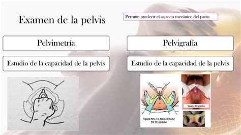 Edad de embarazo estudio de la pelvis Pelvimetría PPT