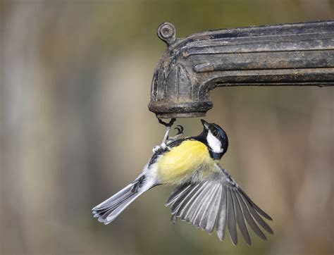 How To Tell A Blue Tit From Great Tits Coal Tits And The Rest Of Britain S Tit Population