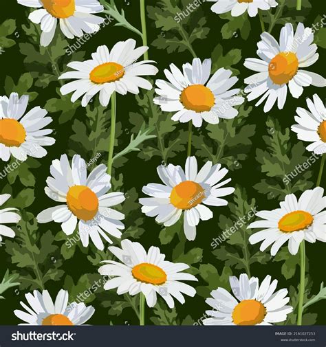 Chamomile Flower Vector Seamless Pattern Stock Vector Royalty Free