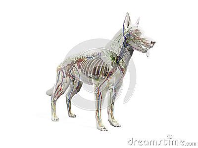 The Canine Anatomy Stock Illustration | CartoonDealer.com #157609636