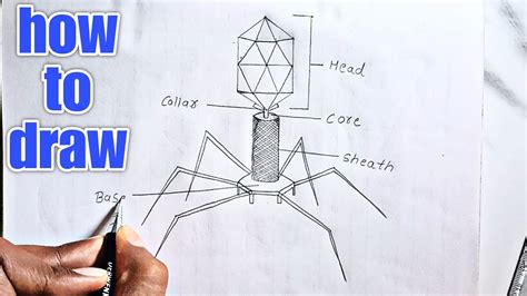 Bacteriophage Diagram How To Draw Bacteriophage Diagram Step By Step