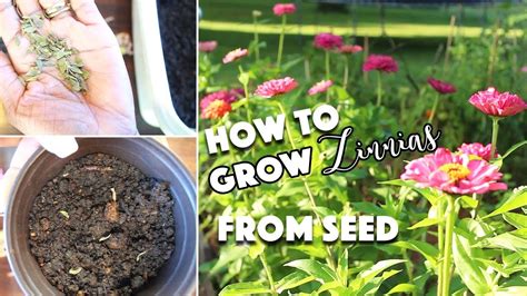 How To Grow Zinnias From Seed Saving Seed Winter Sowing Pest