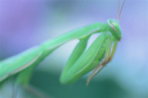 Mantis Insecto Naturaleza Foto Gratis En Pixabay Pixabay