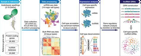 Single Cell Transcriptome Analysis Dissects Lncrna Associated Gene