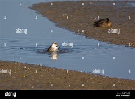 Ruff Philomachus Pugnax Bathing In A Shallow Lagoon Titchwell Marsh