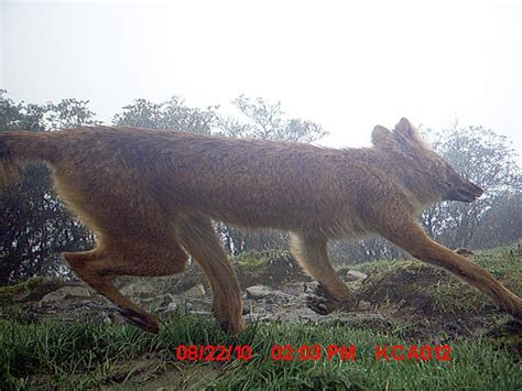 Ambika Prasad Khatiwada - Ecology and Conservation of Cuon alpinus (Asiatic Wild Dog/Dhole) in ...