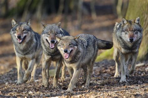 Wolf Kent Nog Geen Gunstige Staat Van Instandhouding Nederlandse