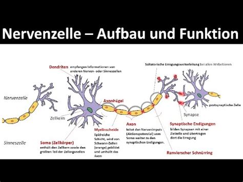 Nervenzelle Neuron Aufbau Und Funktion Biologie Neurobiologie