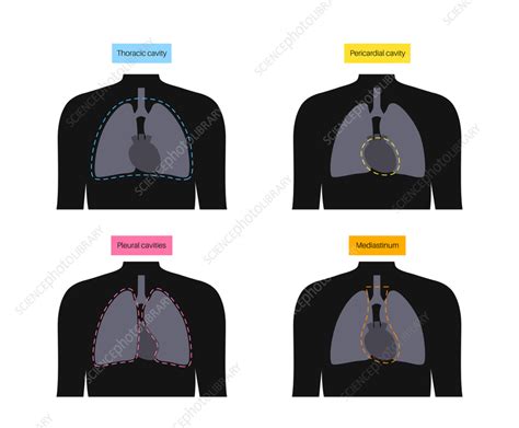 Thoracic Cavity Illustration Stock Image F0419715 Science Photo