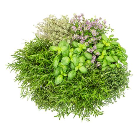 Fresh Herbs Isolated White Background Basil Rosemary Thyme Top V Stock