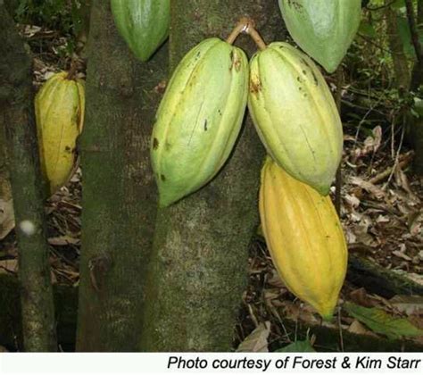 Venezuela Cocoa Fruit Chocolate World Fruit