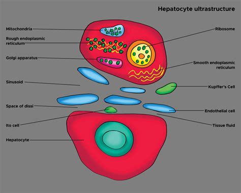 Histology Kupffer Cell StatPearls NCBI Bookshelf