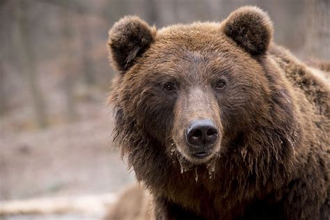 Free photo: bear, brown bear, wildlife, nature, furry, head, powerful ...