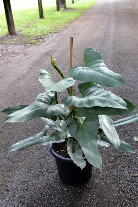 Philodendron Hastatum Silver Sword