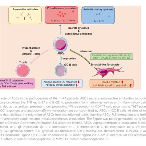 B Cell Targeted Biologic Therapies In Systemic Lupus Erythematosus Sle