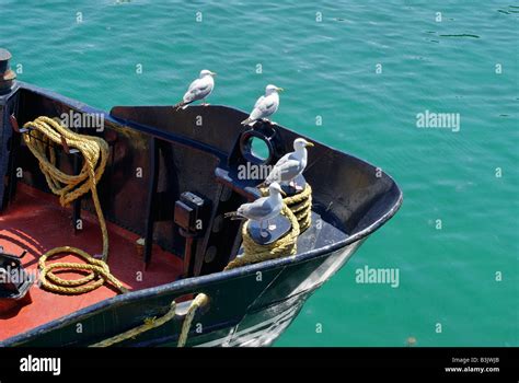 Seagulls on fishing boat Stock Photo - Alamy