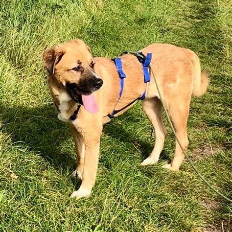 Leonberger Labrador Mischling Klaus Hat Endlich Ein Zuhause Salva