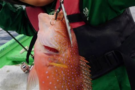 【奄美大島・海釣り】奄美大島北部伝統「サバニ舟」で行く、初心者船釣り体験プラン｜アソビュー！