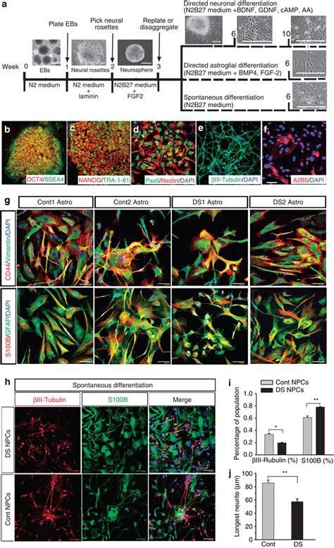 Generation And Neural Differentiation Of Ds Ipscs A A Schematic