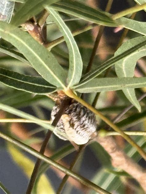 Bug Cocoon Rwhatsthisbug