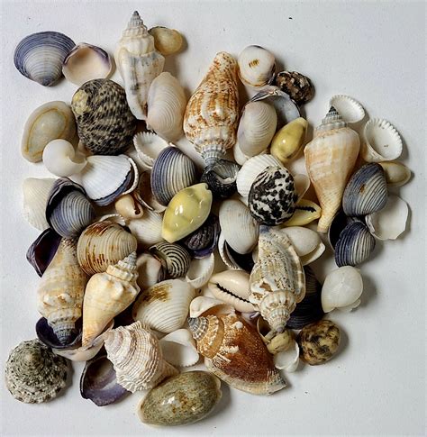 SMALL PHILIPPINE MIX Darlene S Shells