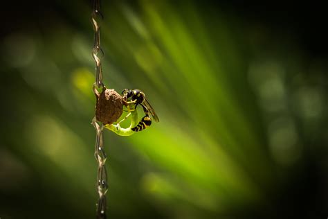 X Wallpaper Yellow And Black Bee Peakpx