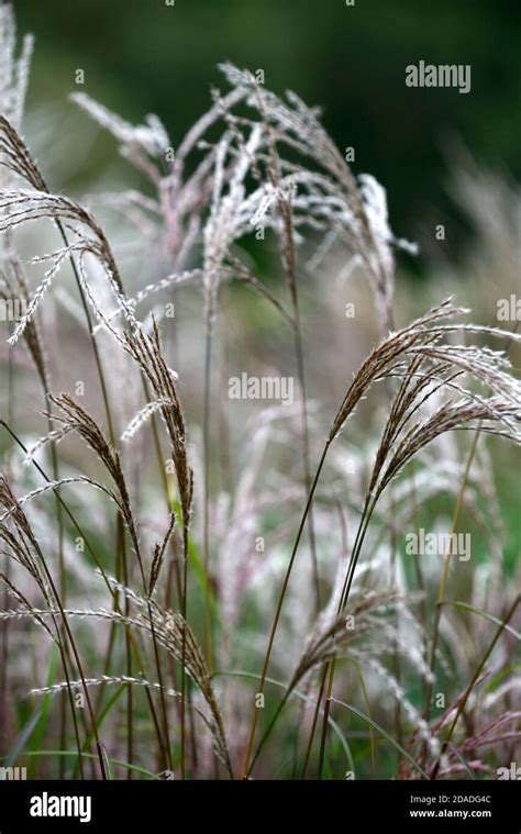 Miscanthus Sinensis Malepartusgrassgrassesseed Headsseedheads