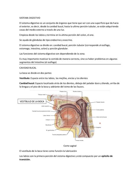 Cavidad Bucal Histología Apuntes De Histología Docsity