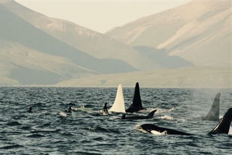 Albino Killer Whale Iceberg | Numéro Cinq