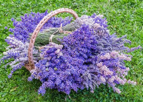 Strongest Scented English Lavender Varieties Lavender Varieties