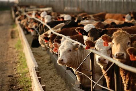 Klassen Barley Price Forecasts Enhance Feeder Cattle Demand Agcanada