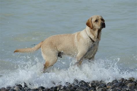 Is The Strong Anatolian Lab Mix The Right Dog For You?